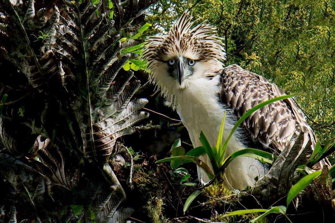 Philippine Eagle (Pithecophaga jefferyi)