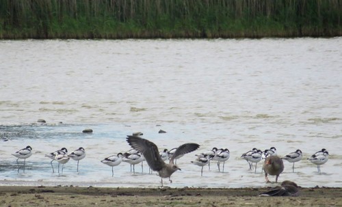 Pied Avocet