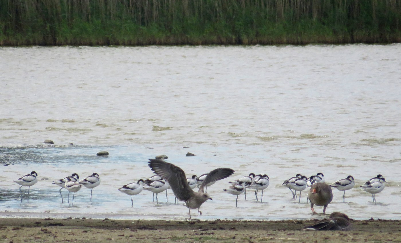 Pied Avocet (Recurvirostra avosetta)