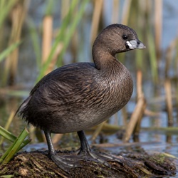 Pied-billed Grebe Identification Guide