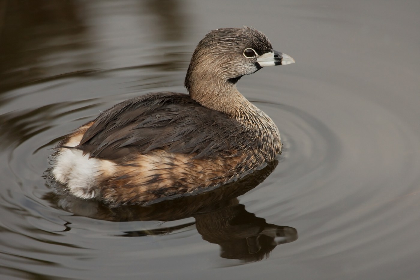 Pied-billed Grebe Identification Guide