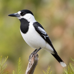 Pied Butcherbird Identification Guide