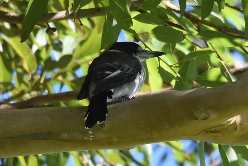 Pied Butcherbird