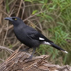 Pied Currawong Identification Guide