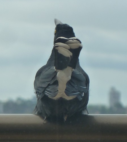 Pied Currawong