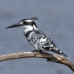 Pied Kingfisher Identification Guide