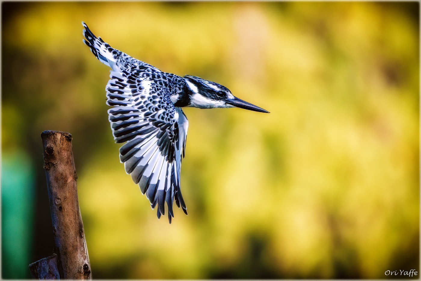 Pied Kingfisher (Ceryle rudis)
