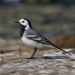 Pied Wagtail Identification Guide