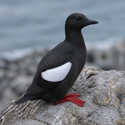 Pigeon Guillemot Identification Guide