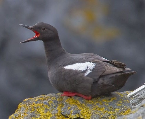 Pigeon Guillemot