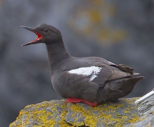 Pigeon Guillemot (Cepphus columba)