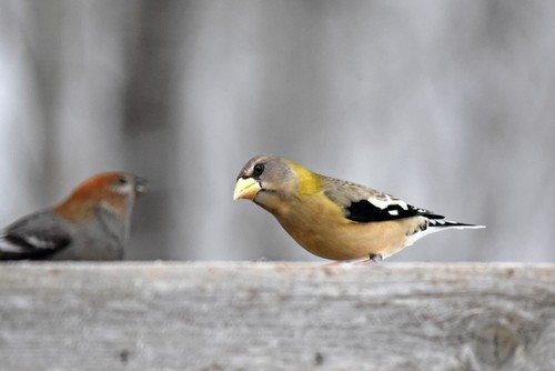 Pine Grosbeak