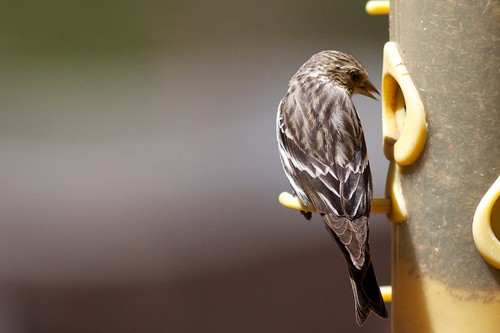 Pine Siskin