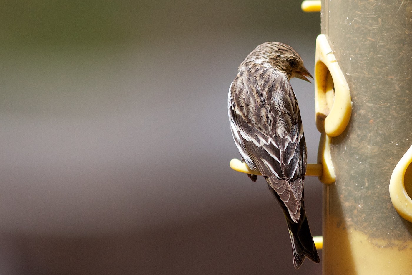 Pine Siskin (Spinus pinus)