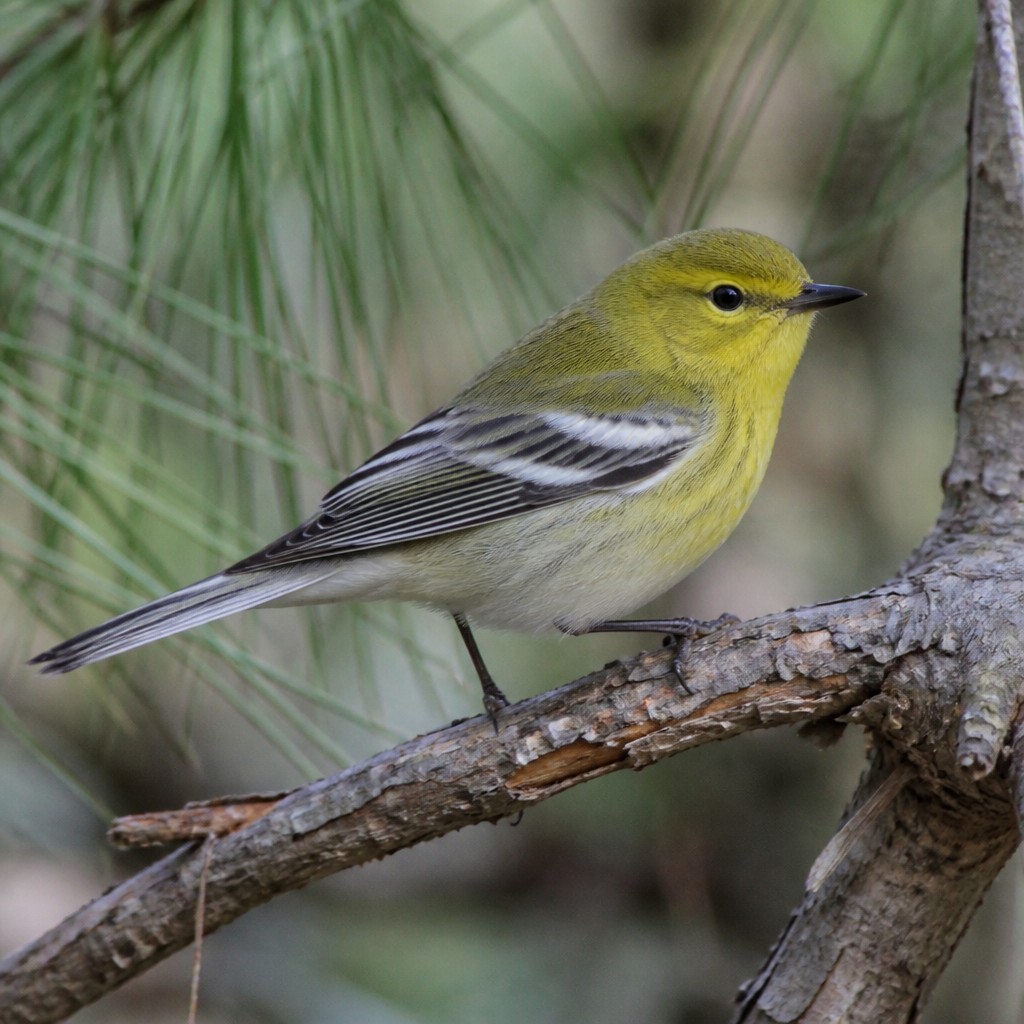 Pine Warbler