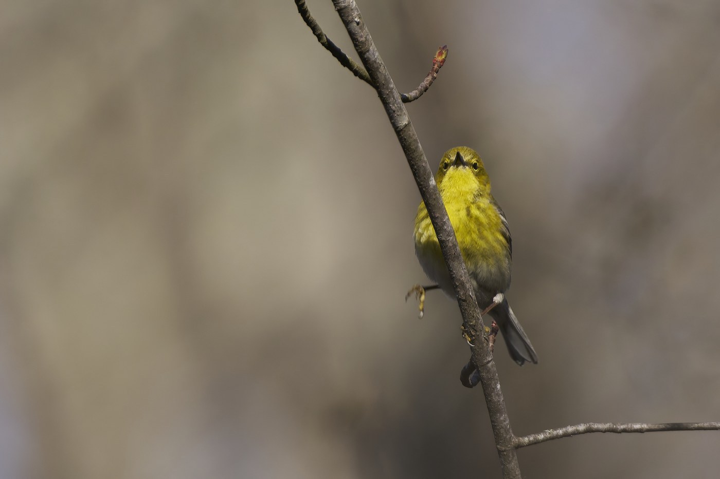 Pine Warbler (Setophaga pinus)