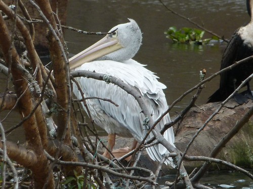 Pink-backed Pelican