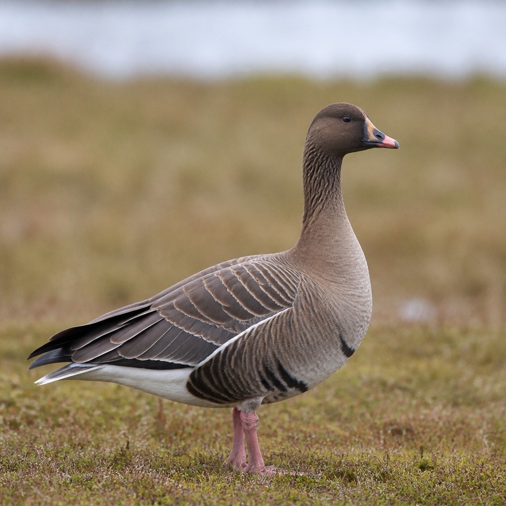 Pink-footed Goose