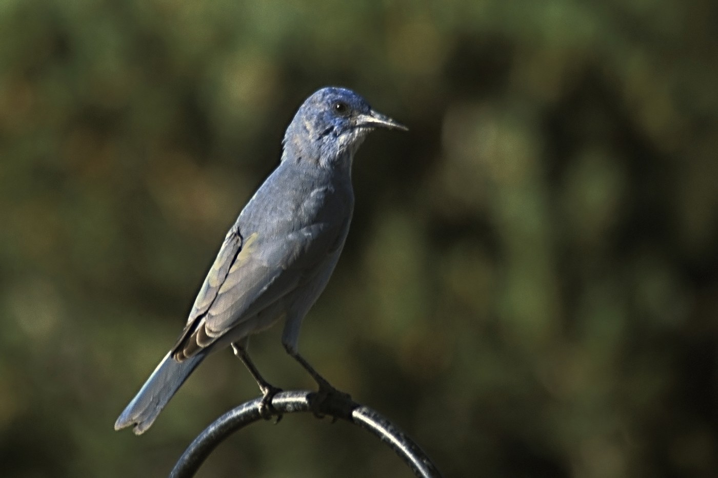 Pinyon Jay (Gymnorhinus cyanocephalus)