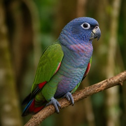 Pionus Parrot Identification Guide