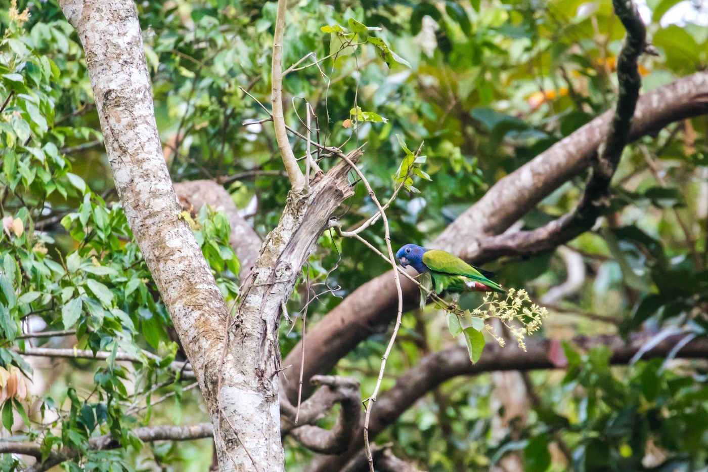 Pionus Parrot (Pionus menstruus)