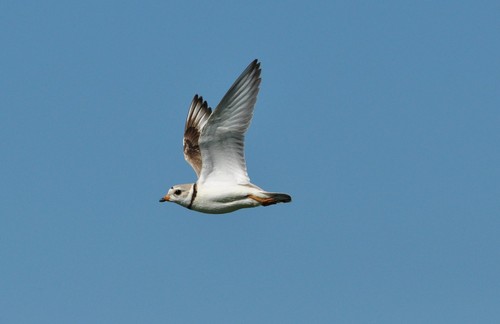 Piping Plover