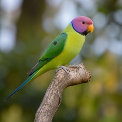 Plum-headed Parakeet Identification Guide
