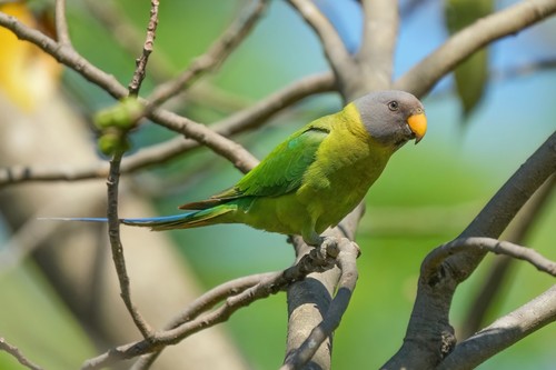 Plum-headed Parakeet