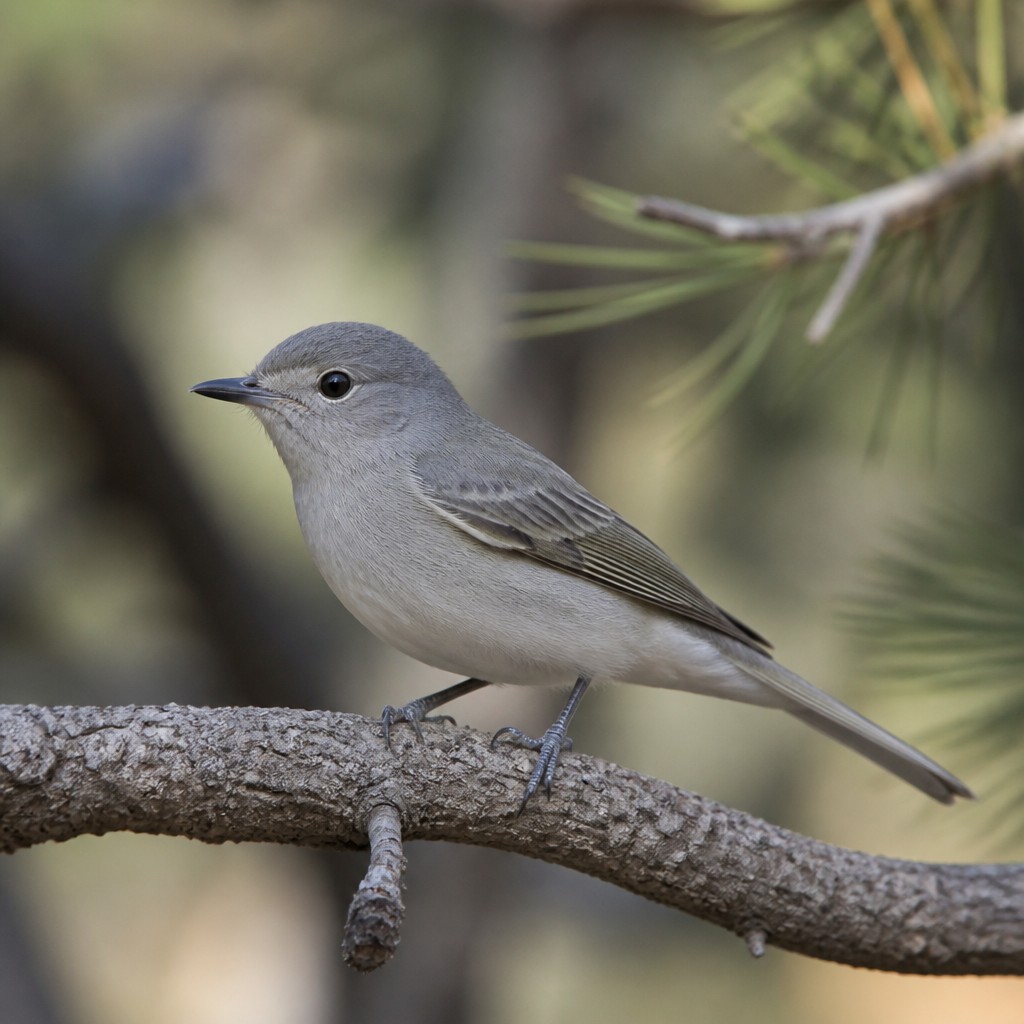 Plumbeous Vireo (Vireo plumbeus)