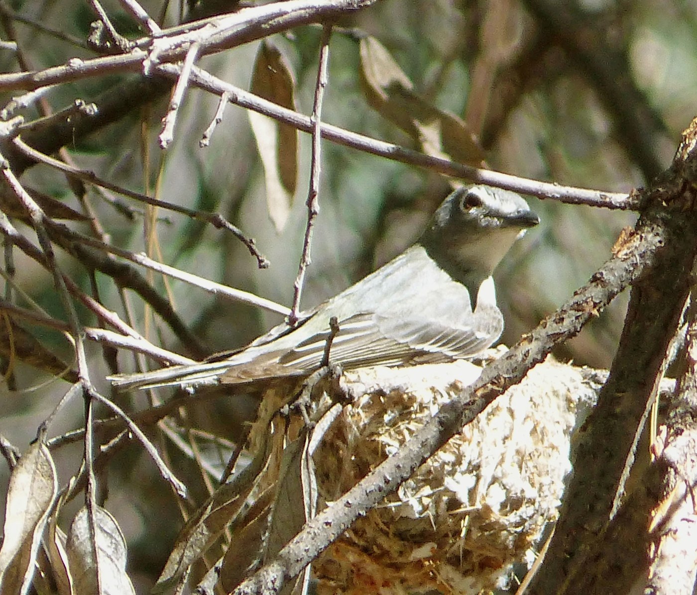 Plumbeous Vireo (Vireo plumbeus)