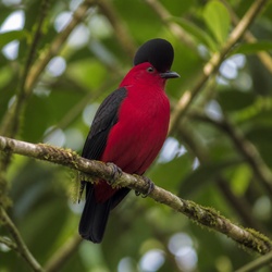 Pompadour Cotinga Identification Guide