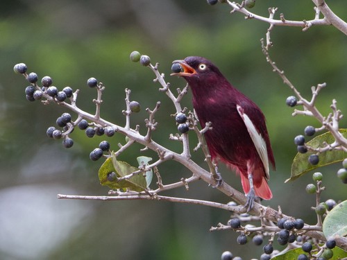 Pompadour Cotinga