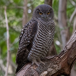 Powerful Owl Identification Guide
