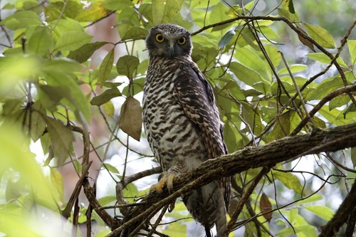 Powerful Owl