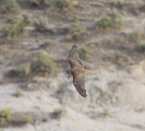 Prairie Falcon