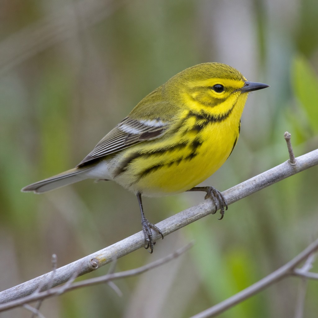 Prairie Warbler (Setophaga discolor)