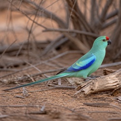 Princess Parrot Identification Guide