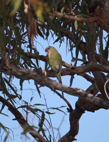 Princess Parrot