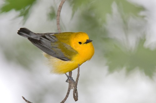Prothonotary Warbler