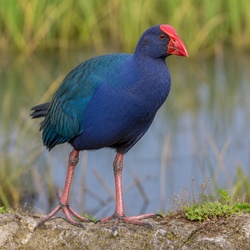 Pukeko Identification Guide