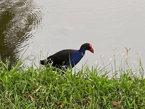 Pukeko