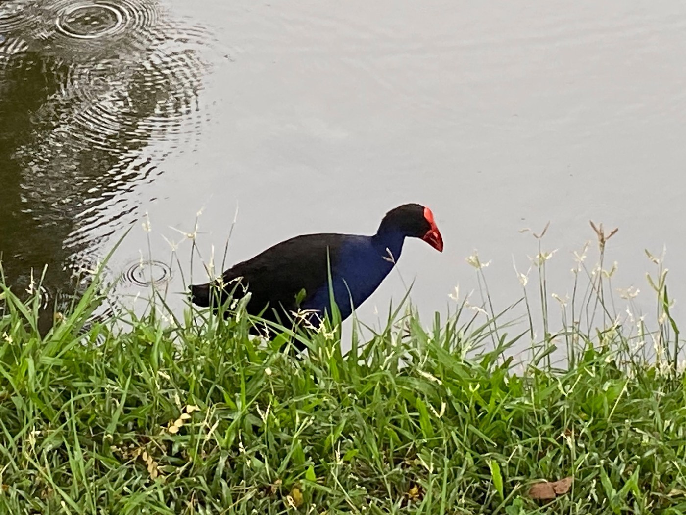 Pukeko (Porphyrio melanotus)