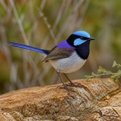 Purple-backed Fairywren Identification Guide