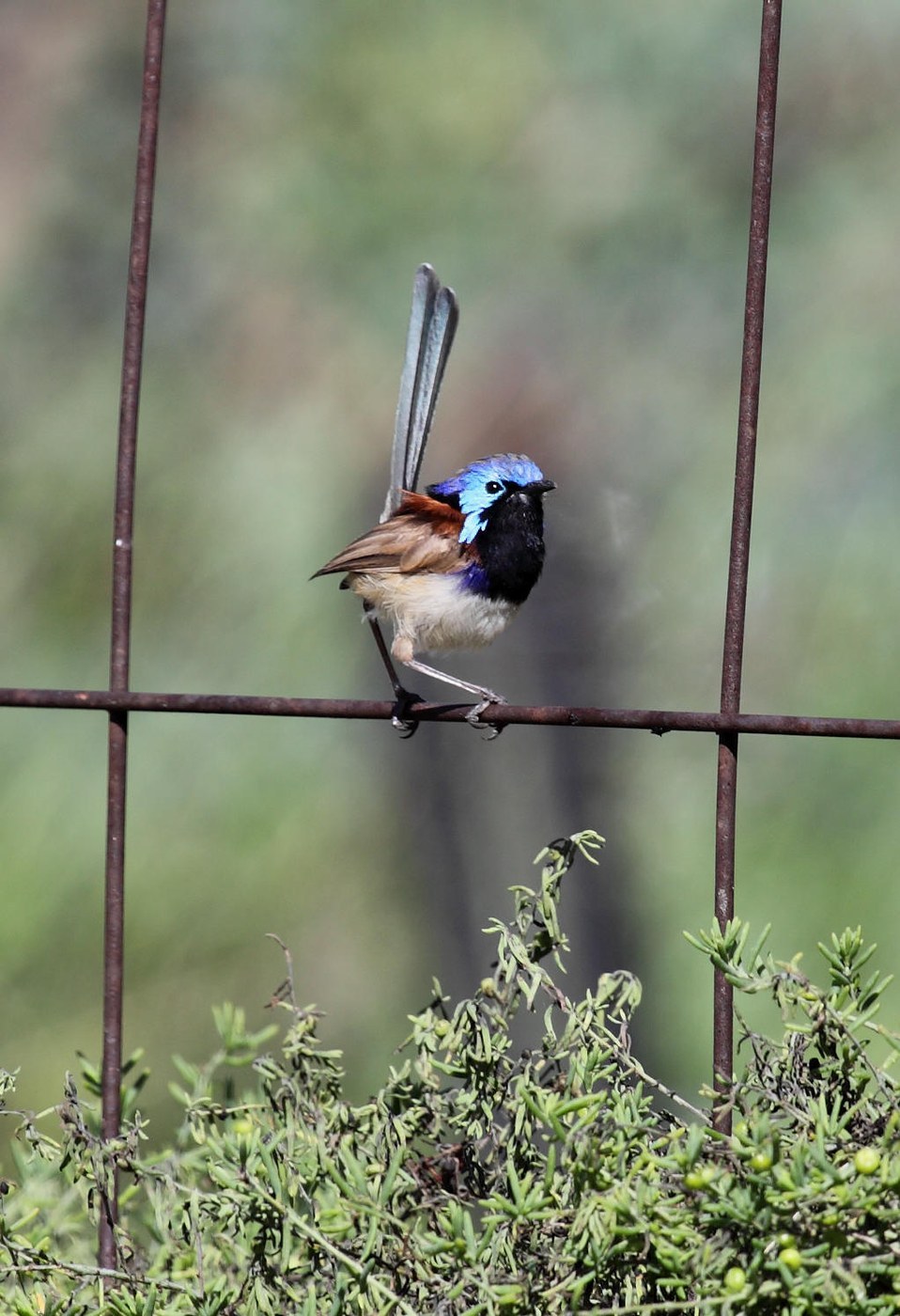Purple-backed Fairywren Identification Guide