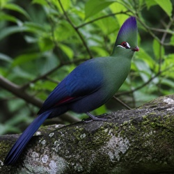 Purple-crested Turaco Identification Guide