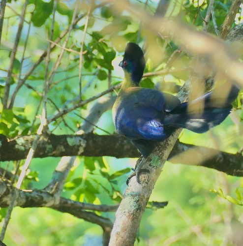 Purple-crested Turaco