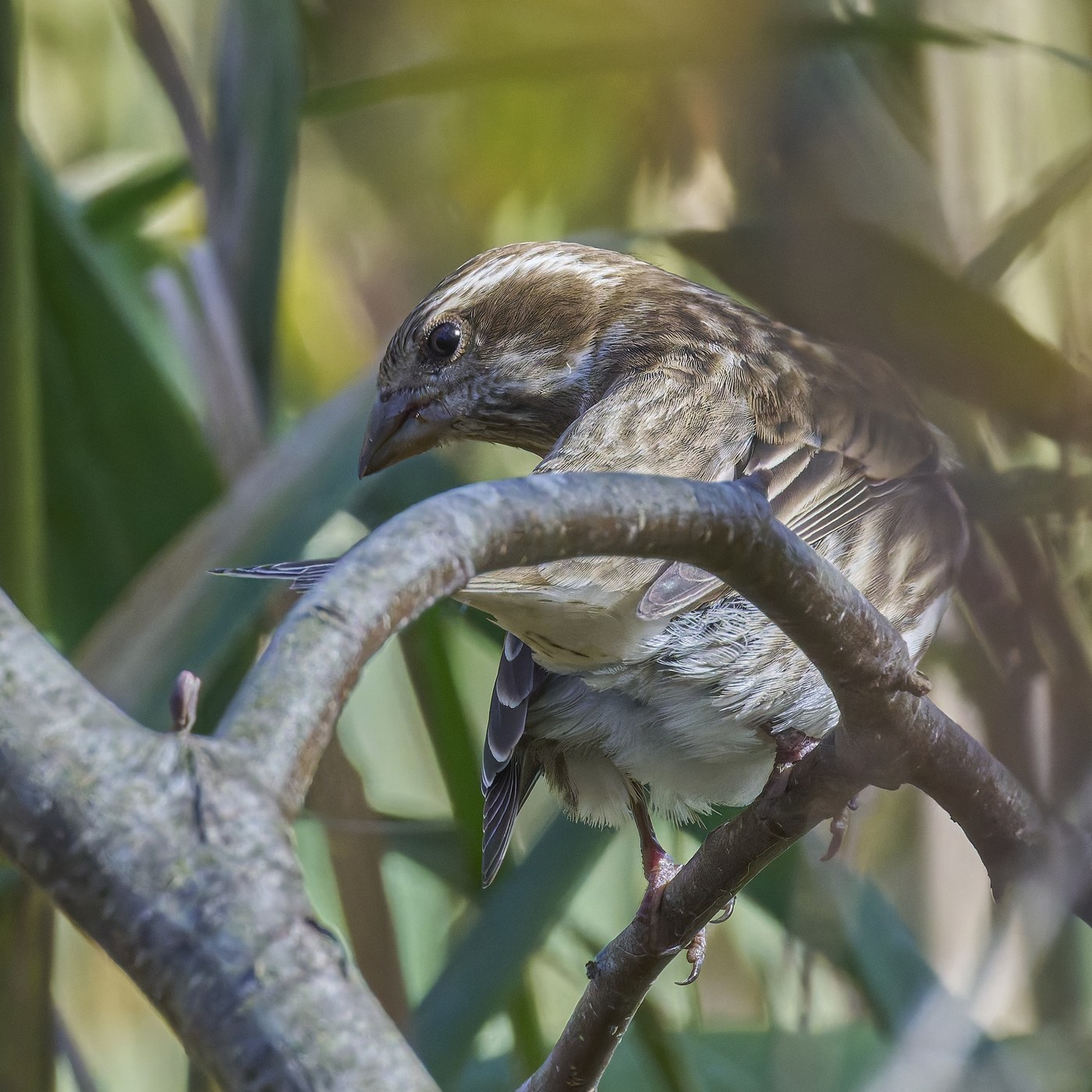 Purple Finch (Haemorhous purpureus)