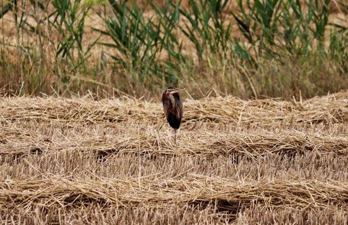 Purple Heron