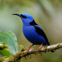 Purple Honeycreeper Identification Guide