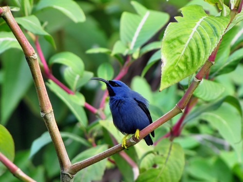 Purple Honeycreeper